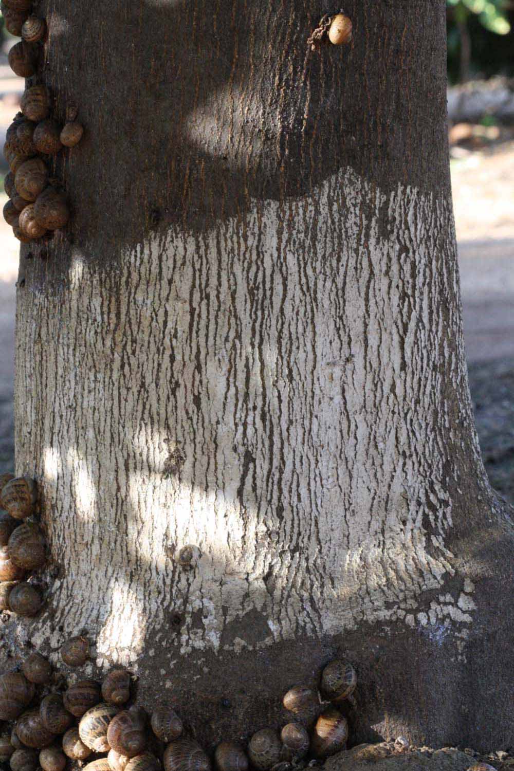            Bark (Riverside, CA)   